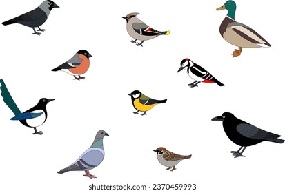 Vector illustration of sedentary, wintering bird species of Europe and Russia