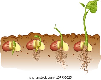 Vector illustration of Seed bean plant