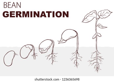 vector illustration Seed germination beans