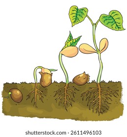 Vector illustration seed growing into tree