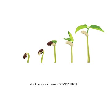 Vector illustration of the seedling are growing, seedling, cultivation. agriculture, horticulture. Plant growth evolution from seed to sapling, ecology concept.