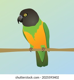 
A vector illustration of a Senegal parrot. The bird is perched on a horizontal branch.
