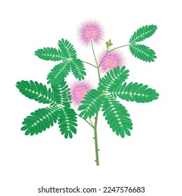 Vector illustration of sensitive plant or Mimosa pudica, isolated on white background.