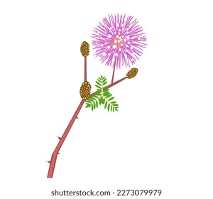 Ilustración vectorial de planta sensible o Mimosa pudica, aislada en fondo blanco.