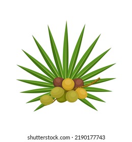 Vector illustration, Serenoa repens, commonly known as saw palmetto, isolated on white background.