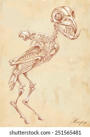 Vector illustration. Series of legendary animals and monsters (skeleton): HARPY. Drawing comprise at least three layers of lines,the colored background is isolated. Easy editable in layers and groups.