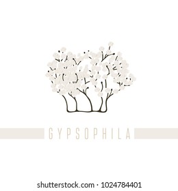 Vector illustration of a series of pictures with different flowers. The gypsophila is depicted in a flat style.