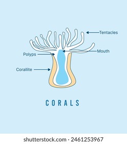 Ilustración vectorial de un Filtrar sésil alimentando pólipo de coral con partes marcadas.