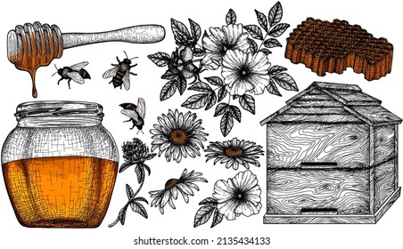 Ilustración vectorial de 13 elementos lineales gráficos de miel saludables. Tarro de miel, cuentagotas, flores de camomila, rosa silvestre, trébol, colmena, abejas, peine de miel en estilo de grabado