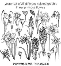 Illustration vectorielle d'un ensemble de 23 fleurs de primrose linéaires graphiques isolées. Gouttes de neige, muscaris, jacinthes, crocus, jonquilles, brunner