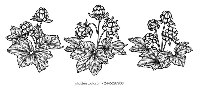 Vector illustration of a set of 3 cloudberry bushes in engraving style