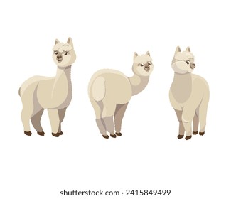 Vektorgrafik einer Reihe von Alpacas. Leichte Alpakas stehen in verschiedenen Posen auf weißem Hintergrund. Funny Mammalian Llama