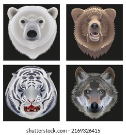 Vector illustration set. Animal head on a black background. Brown bear, polar bear, white tiger, grey wolf.