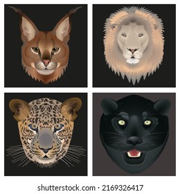 Vector illustration set. Animal head on a black background. Lion, leopard, black panther, caracal.