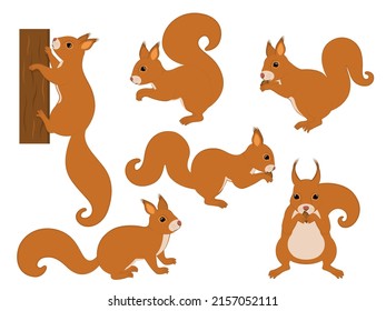 Vector illustration of a set of animal squirrels.