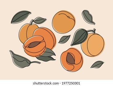 Vector illustration set of apricots isolated on beig background. Horizontal contemporary art for print, social media, posters, postcards