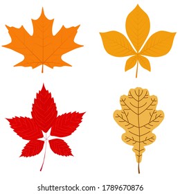 Vector illustration: set of autumn leaves. Maple, chestnut, oak, wild grapes.