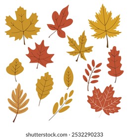 Ilustración vectorial Conjunto de hojas de otoño de diferentes árboles, diseño de fondo de hojas de otoño aislado fondo blanco