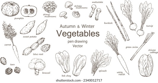 Vector illustration set of autumn and winter vegetables sketched with a pen