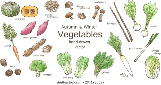 Vector illustration set of autumn and winter vegetables