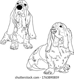 Vector illustration of Set Basset Hound liner. Cute long-eared dogs in full growth. For printing on objects, logo, veterinary stores, blanks for designers. coloring for books, printing on the bed