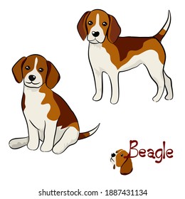 Vector illustration set of Beagle dog in different poses. Hand drawn on white background.