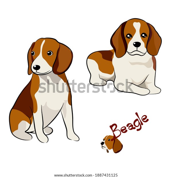 異なるポーズのビーグル犬のベクターイラストセット 白い背景に手描きの画像 のベクター画像素材 ロイヤリティフリー