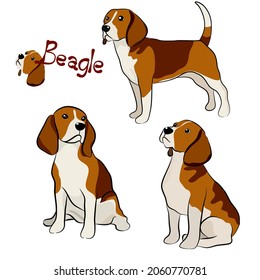 Vector illustration set of Beagle dogs in deferent pose. Hand draw on white background.