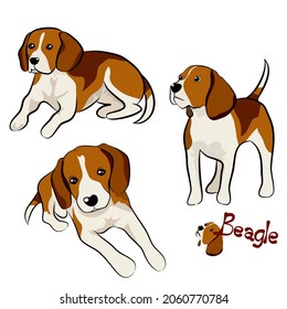 Ilustración vectorial de los perros Beagle en posición diferente. Dibujo manual sobre fondo blanco.