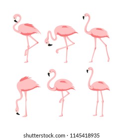 Vector Illustration set of Beautiful elegant pink flamingos in different poses on white background, exotic tropical birds for summer concept in flat cartoon style.