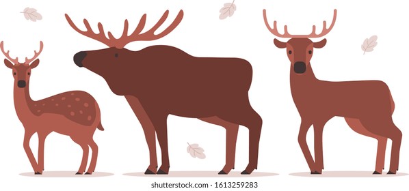Vector illustration of set of beautiful forest wild animal with horn on white background. Flat style design of brown male and female deer and elk for web, site, banner, poster
