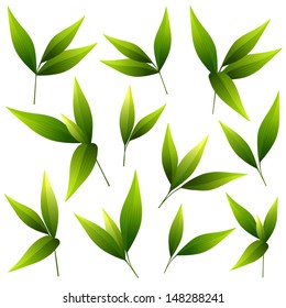 Vector illustration of a set of beautiful green leaves