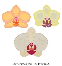 Ilustración vectorial de hermosas flores de orquídea. Ilustración de varias orquídeas de falaenopsis de colores aisladas en un fondo blanco.  Tres colores imagen editable en vintage de flores naturales 