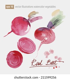 vector illustration set of beautiful watercolor juicy vegetables red beet