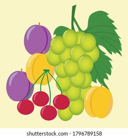Vector illustration of a set of a berries: grapes, plum, apricot, cherry on a light background
