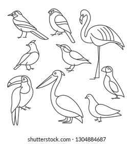 Dibujo vectorial de aves - pichón, nuthatch, flamingo, toucan y otros en estilo lineal de moda. Aislado en blanco