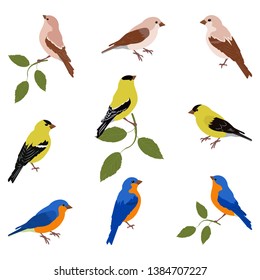 A vector illustration of a set of birds:eopsaltria, Chinese blue flycatcher, oriole on a white isolated background. Template for greeting cards, web design.