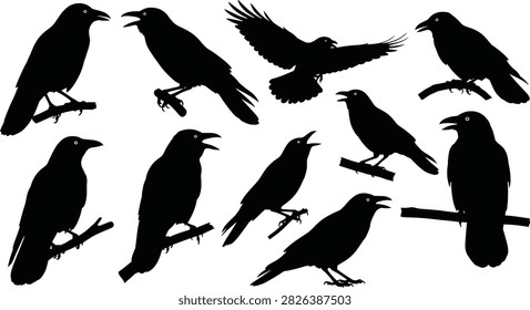 Vector illustration set of black crow and raven silhouettes mostly perching on branches, cawing, and flying.