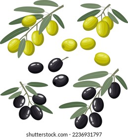 Vector illustration of a set of black and green olives. Branches with olives with leaves, individual berries. Vegetable illustration in flat style isolated on white background.