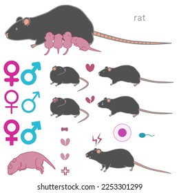 Vector illustration set of black rat vector illustration (breeding, courting, heartbroken, aggressive)