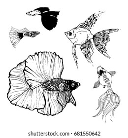 Vector illustration set of black and white fish