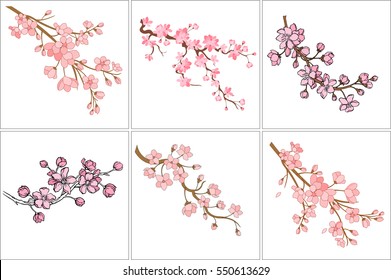 Ilustração vetorial. Conjunto de ramo de flores de cerejeira japonesas com belas flores. Sakura. Fundo branco.