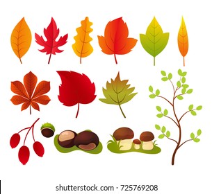 Vector illustration, set of bright autumn leaves, berries, brunches, chestnuts and mushrooms. Fall leaves background.