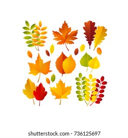 Vector illustration, set of bright autumn leaves