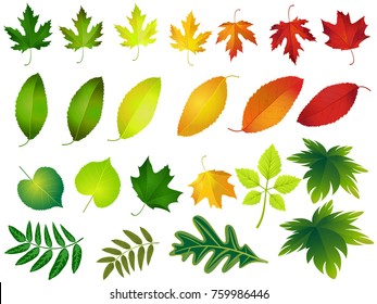 Vector illustration, set of bright autumn leaves. Fall leaves background.all leaves season.