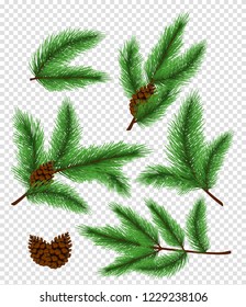 Vector illustration set of bright green color pine and spruce, fir branches on transparent background.