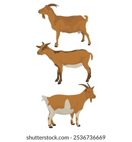 Vector illustration set of brown goat in cartoon flat style. Nubian Goat in different poses, with rural scene field with green grass. Icon for digital resources, logo, infographic