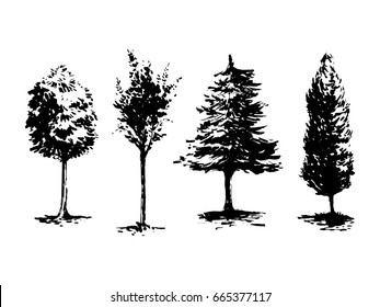 Vector illustration set of brush drawn trees. Classic style forest art in monochrome with spruce, maple, cypress and other. Great for prints, cards, site and any your design.