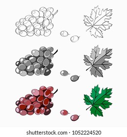 Vector illustration, set. Brush grapes are purple, grape berries, grape leaf. Black line, black and white and color image.