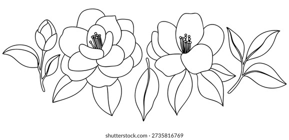 Vector illustration of a set of camellia flowers. Coloring page.